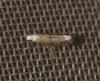 Swammerdamia compunctella
